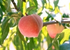 吃桃子可以减肥吗？吃桃子减肥好吗？[多图]