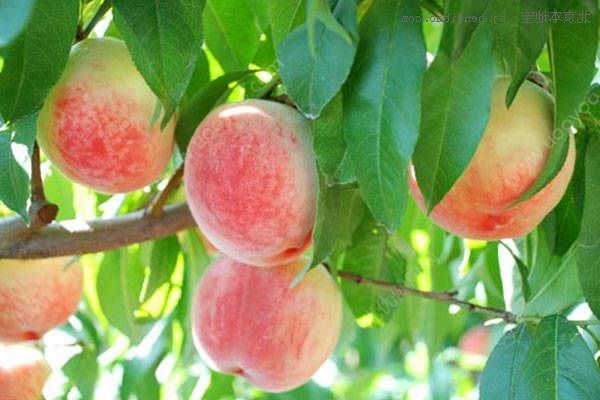 桃子吃了会胖吗？吃桃子长肉吗？(4)
