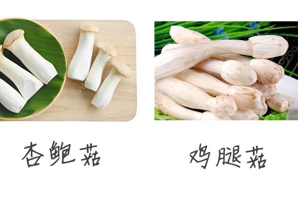 鸡腿菇有什么营养？鸡腿菇和杏鲍菇的区别(3)