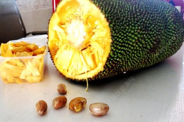 吃菠萝蜜有没有营养？菠萝蜜营养价值及功效(1)