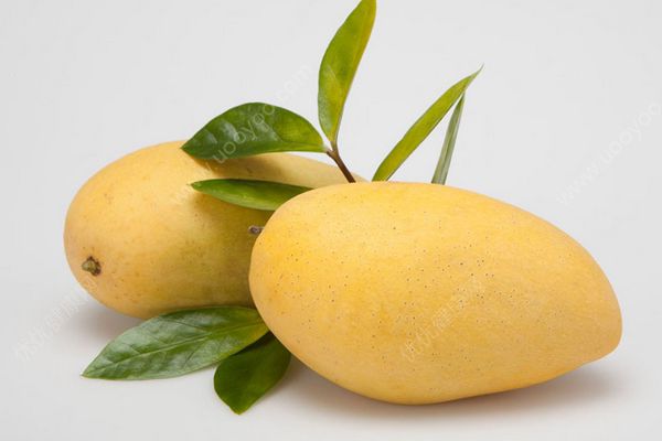 枇杷和芒果能一起吃吗？枇杷芒果的作用与功效(3)