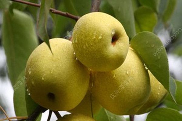 吃梨对身体好吗？吃梨对身体有什么好处？(5)