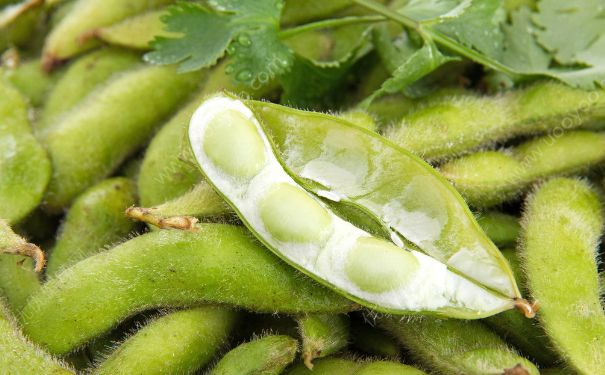 毛豆是什么季节的？什么季节吃毛豆最好？(2)