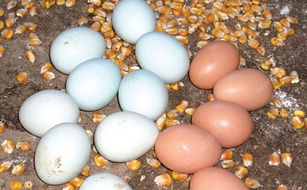 鸭蛋和鸡蛋的区别有哪些？鸭蛋和鸡蛋有什么区别？(3)
