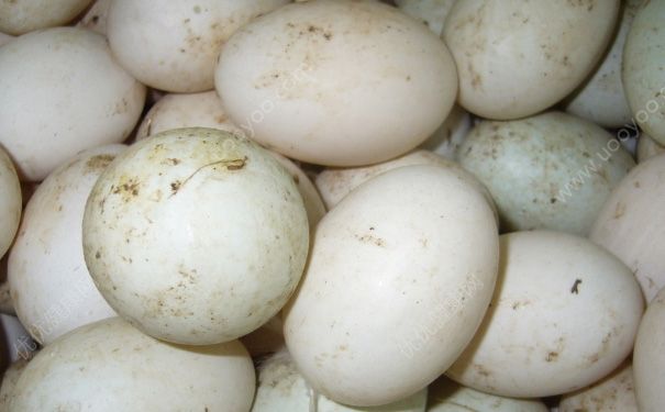 咸鸭蛋的保存方法有哪些？咸鸭蛋怎么保存？(2)