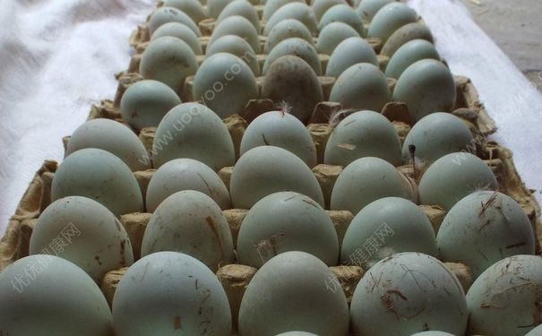 鲜鸭蛋怎么保存？鲜鸭蛋能放多久？(3)