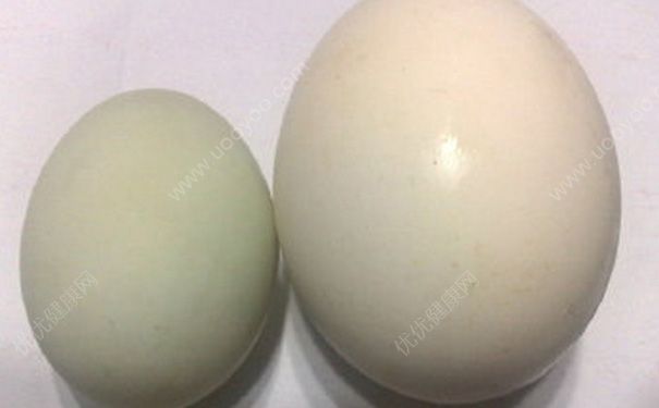 鸭蛋和鹅蛋的区别有哪些？鸭蛋和鹅蛋有什么区别？(1)