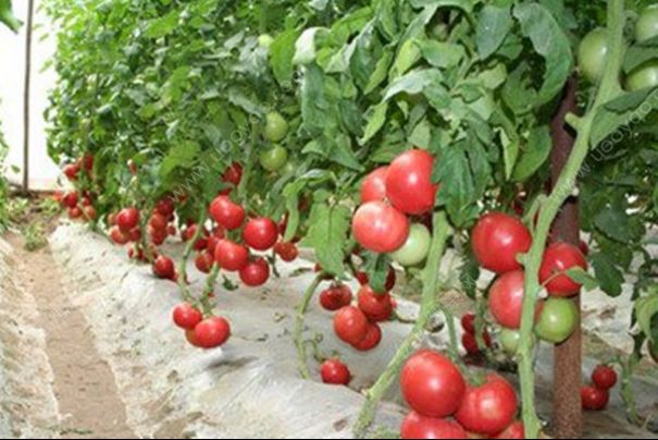 番茄对人体有什么好处？吃番茄的作用有哪些？(2)