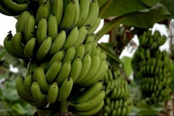 吃香蕉对身体好吗？吃香蕉对身体有什么好处？(1)