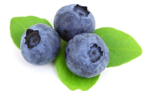 蓝莓吃皮吗？吃蓝莓要不要吐皮？(4)