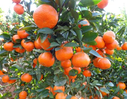 柑橘在水果界中的5大最