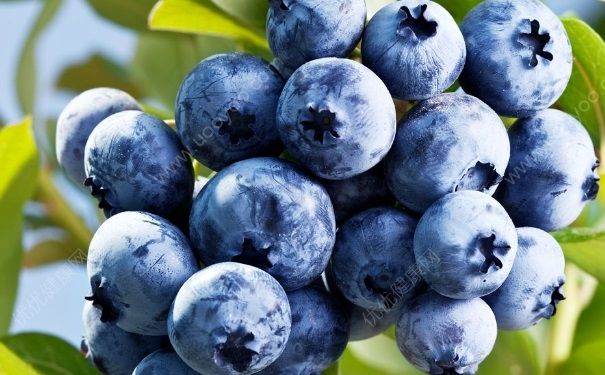 吃蓝莓会胖吗？蓝莓能减肥吗？(4)