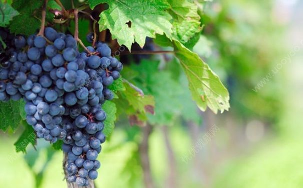 蓝莓和葡萄有什么区别？蓝莓和葡萄的区别介绍(1)
