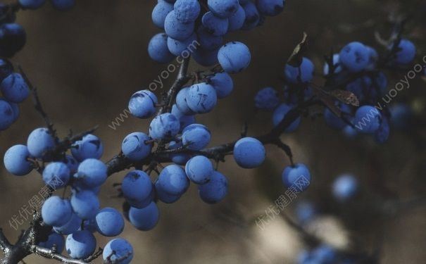 蓝莓和葡萄有什么区别？蓝莓和葡萄的区别介绍(3)