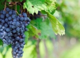 蓝莓和葡萄有什么区别？蓝莓和葡萄的区别介绍[多图]