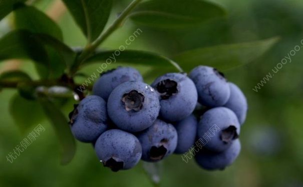 蓝莓能泡酒吗？蓝莓泡酒有什么功效？(1)