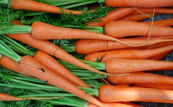 胡萝卜有哪些功效和作用？胡萝卜的营养价值(1)
