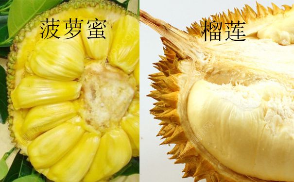 菠萝蜜和榴莲的区别 菠萝蜜和榴莲哪个好吃？(1)