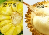 菠萝蜜和榴莲的区别 菠萝蜜和榴莲哪个好吃？[多图]