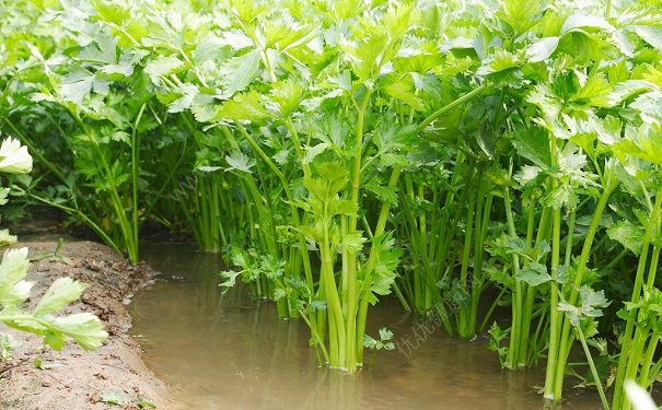 芹菜去火吗？上火吃芹菜好不好？(2)