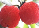 芹菜杨梅能一起吃吗？芹菜和杨梅同食好吗？[多图]