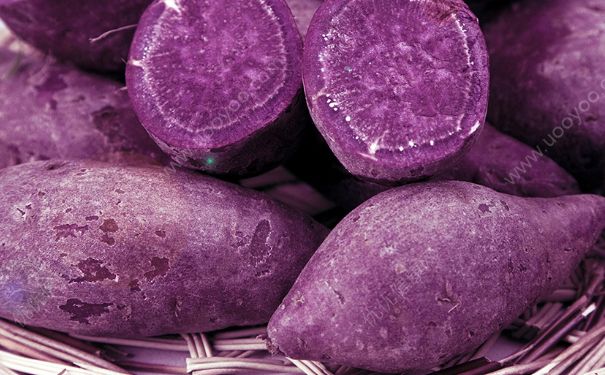 紫薯能减肥吗？吃紫薯可以减肥吗？(2)