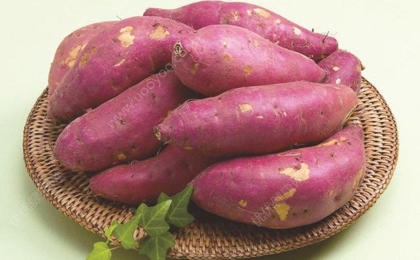 紫薯和红薯有什么区别？紫薯和红薯的区别(4)