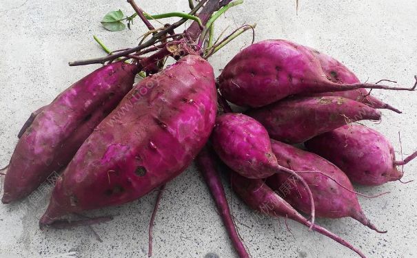 紫薯会发胖吗？吃紫薯会长胖吗？(1)
