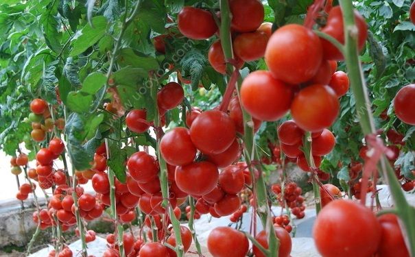 番茄生吃好还是熟吃好？番茄怎样吃最营养(1)