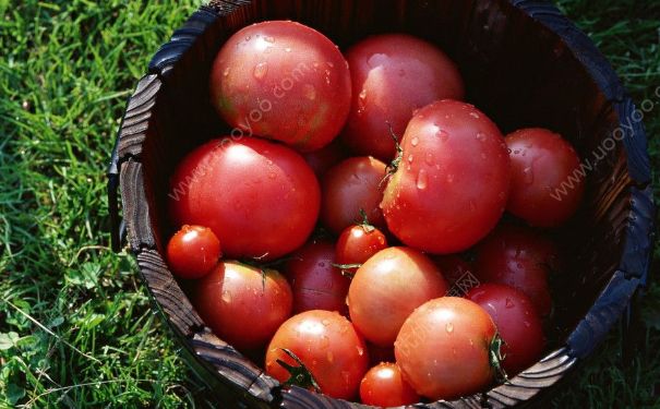 紫菜和西红柿可以一起吃吗？紫菜和西红柿一起吃好吗？(4)