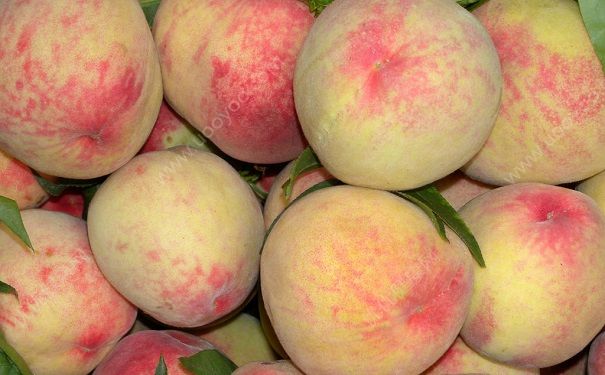 柚子和桃子能一起吃吗？柚子和桃子一起吃有什么好处？(1)