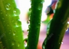 芦荟浇水浇多了怎么办？芦荟浇水多了怎么补救？[多图]