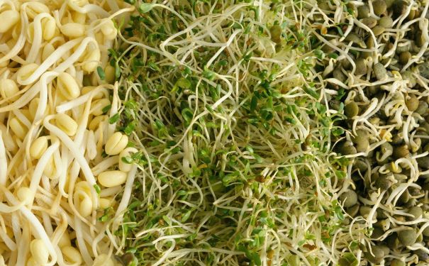 黄豆芽和绿豆芽哪个营养价值高？黄豆芽和绿豆芽哪个好？(1)