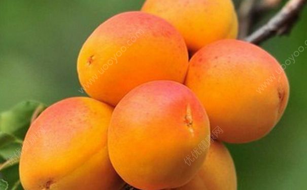 杏子的功效与作用有哪些？吃杏子有什么好处？(3)
