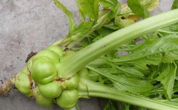 榨菜种子什么样子？榨菜种子种植方法(3)