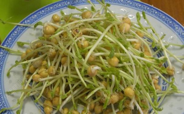 豌豆芽发芽了还能吃吗？发芽的豌豆可以吃吗？(2)