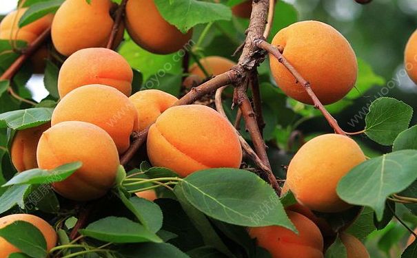 吃杏子能减肥吗？杏子有减肥效果吗？(2)
