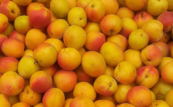 吃杏子能减肥吗？杏子有减肥效果吗？(3)
