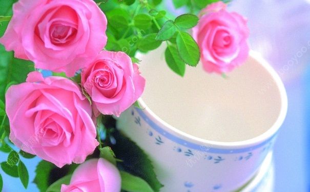 经期可以喝玫瑰花茶吗？经期可以喝玫瑰花泡水吗？(3)