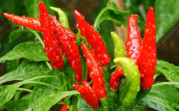 辣椒的热量是多少？辣椒的热量高吗？(3)