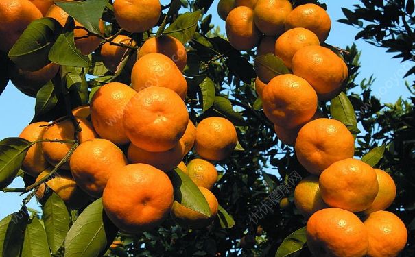 橘子为什么是碱性食物？橘子很酸为何也是碱性食物？(2)