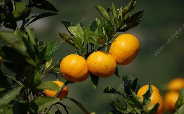 橘子为什么是碱性食物？橘子很酸为何也是碱性食物？(1)