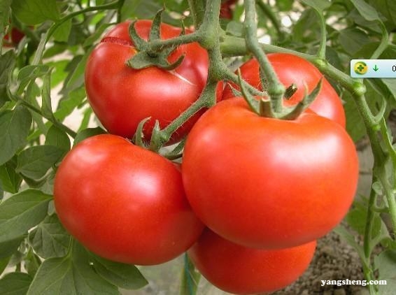 番茄怎么吃最有营养？这4种菜是最佳搭档