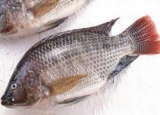 罗非鱼的营养 含有丰富的蛋白质