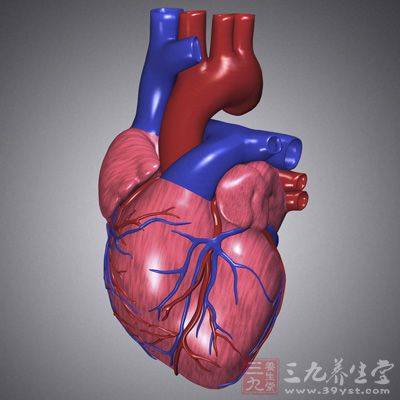 心脏是人体的“电动机”，对于保持敏锐的思维、健康的骨骼和肌肉非常重要