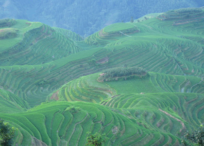 龙脊梯田