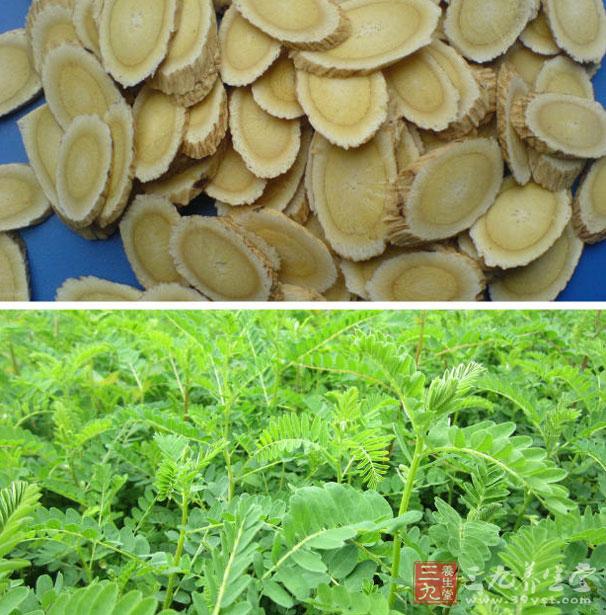 黄芪具有补气固表、利水退肿、托毒排脓、生肌的功效