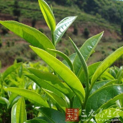 茶叶中的茶多酚能抑制自由基的释放，控制癌细胞的增殖