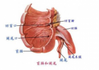 妊娠期急性阑尾炎的治疗方法