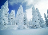 冬季旅游赏雪景，这些地方最合适！